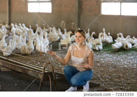 Young woman among white gooses livestock Young woman among white gooses livestock 72815350