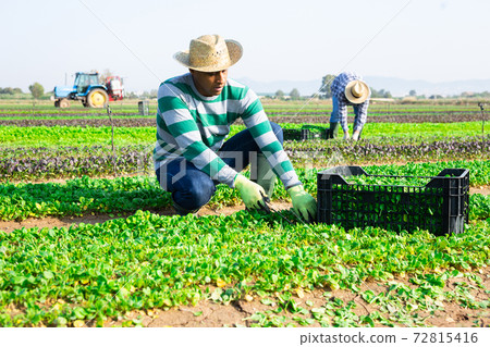 Latin american farm worker harvesting corn salad 72815416