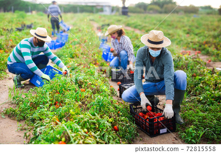 Farmers in masks picking tomatoes after storm Farmers in masks picking tomatoes after storm 72815558