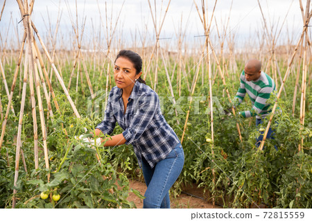 Woman gardener fastening tomato plants on supporting trellis Woman gardener fastening tomato plants on supporting trellis 72815559