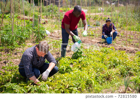Gardeners during collect Colorado beetles from potatoe bushes Gardeners during collect Colorado beetles from potatoe bushes 72815580