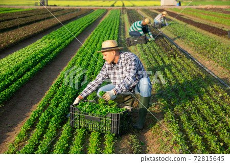Male farmer harvesting corn salad on farm Male farmer harvesting corn salad on farm 72815645
