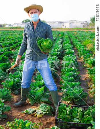 Male farmer in protective mask storing boxes with cabbage on field Male farmer in protective mask storing boxes with cabbage on field 72815658