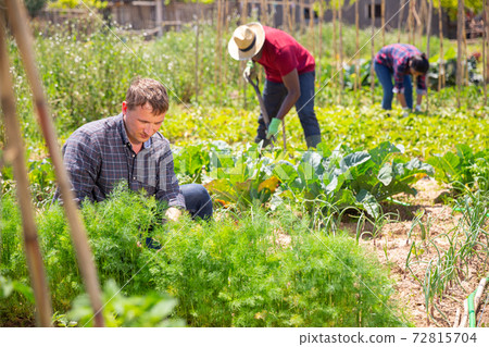 Man gardener working with greens in sunny garden Man gardener working with greens in sunny garden 72815704