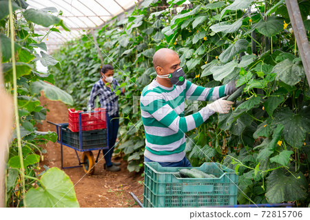 Hired latino worker in protective mask picks crop of cucumbers in greenhouse Hired latino worker in protective mask picks crop of cucumbers in greenhouse 72815706