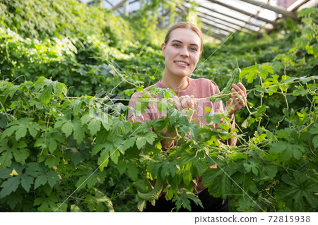 Farmer supervising growth of bitter cucumber 72815938