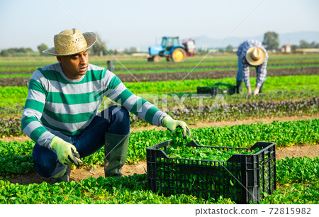 Hispanic farmer harvesting green leaves of field salad 72815982