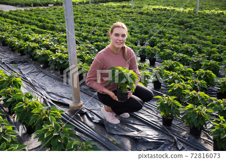 Woman farmer checking quality of Poinsettia Woman farmer checking quality of Poinsettia 72816073