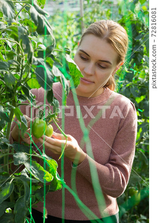 Woman taking care of tomato plants 72816081