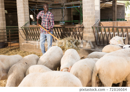 Young african american man farmer feeding dry forage to sheeps 72816084