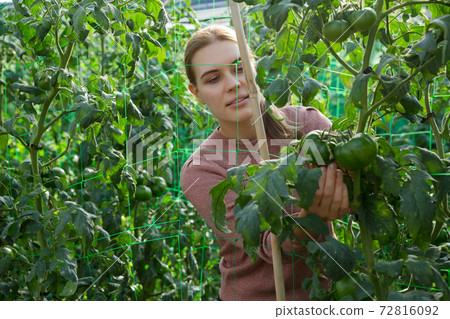 Woman taking care of tomato plants Woman taking care of tomato plants 72816092