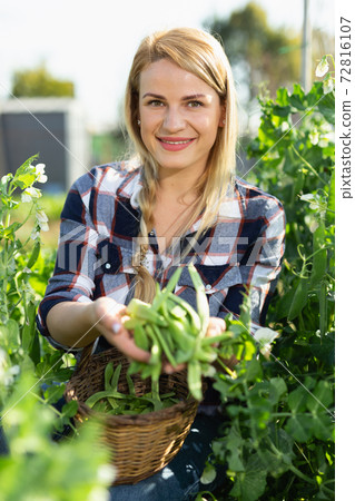 Young woman gardener attentively selecting fresh harvest of pea to basket Young woman gardener attentively selecting fresh harvest of pea to basket 72816107
