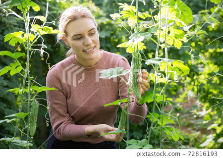 Woman controlling quality of legume plants Woman controlling quality of legume plants 72816193