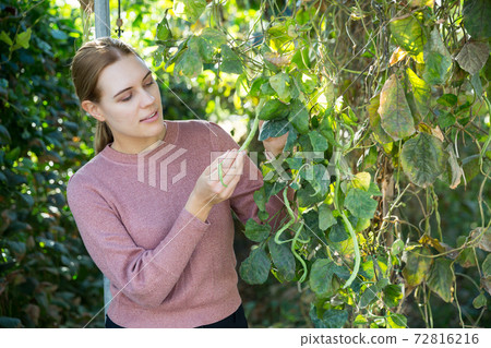 Female worker supervising growth of legume plants in greenhouse Female worker supervising growth of legume plants in greenhouse 72816216