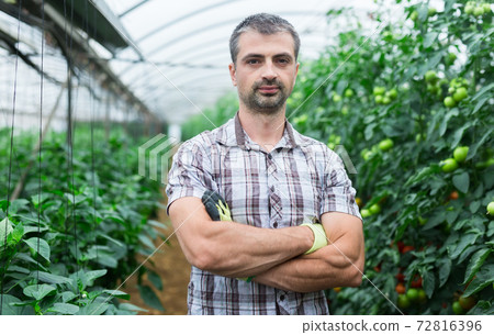 Confident owner of greenhouse on plantation with ripening tomatoes Confident owner of greenhouse on plantation with ripening tomatoes 72816396