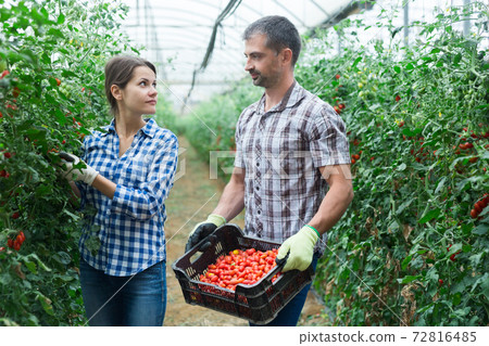 Man and woman harvest cherry tomatoes in greenhouse Man and woman harvest cherry tomatoes in greenhouse 72816485