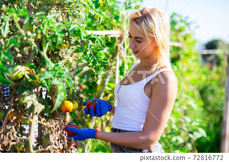 Focused young woman picking tomatoes in homestead Focused young woman picking tomatoes in homestead 72816772