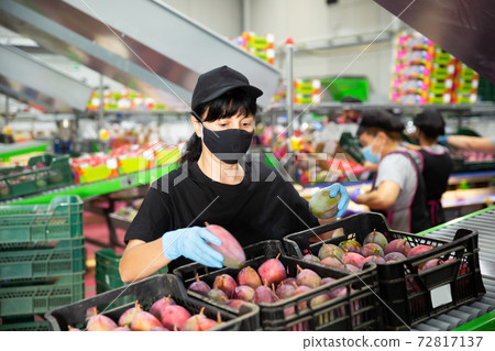 Woman in mask sorting mangoes at warehouse Woman in mask sorting mangoes at warehouse 72817137