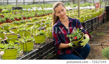 Smiling woman engaged in cultivation portulaca Smiling woman engaged in cultivation portulaca 72817245
