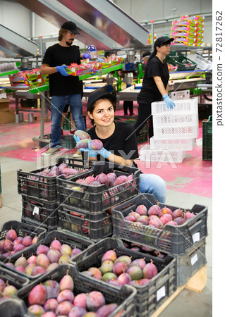 Fine woman worker showing fresh mango fruits Fine woman worker showing fresh mango fruits 72817262