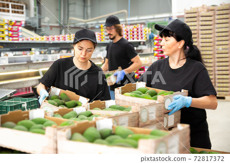 .Adult women and man packing avocado .Adult women and man packing avocado 72817372