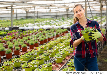 Fine farmer engaged in cultivation portulaca Fine farmer engaged in cultivation portulaca 72817373