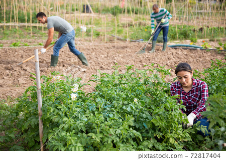 Latina woman checking potato plants on vegetable garden Latina woman checking potato plants on vegetable garden 72817404
