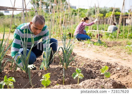 Young pakistani man farmer during working with garlic Young pakistani man farmer during working with garlic 72817620
