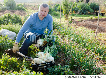 Man professional gardener picking green onion to crate in garden 72817679