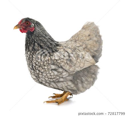 Wyandotte chicken in studio 72817799