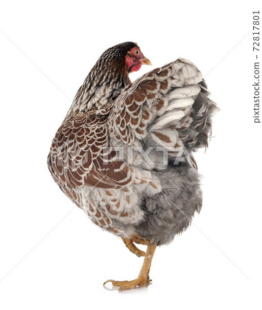 Wyandotte chicken in studio 72817801