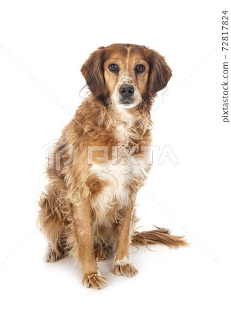 brittany spaniel in studio 72817824