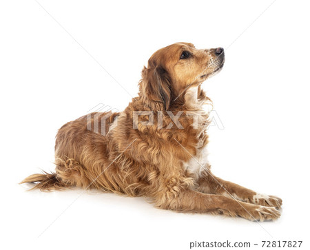 brittany spaniel in studio 72817827