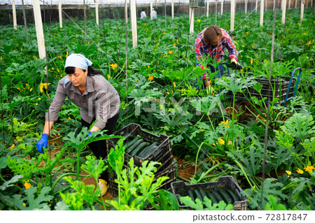 Farming team harvests ripe zucchini and puts them in boxes in greenhouse 72817847