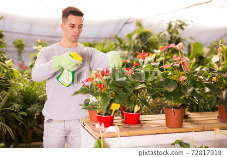 Florist spraying Anthurium with fertilizer Florist spraying Anthurium with fertilizer 72817919