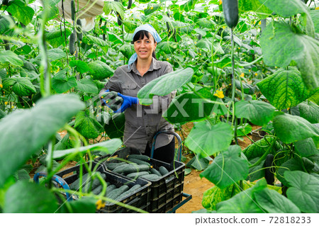 Female farmer puts cucumbers in plastic box for sale in market Female farmer puts cucumbers in plastic box for sale in market 72818233