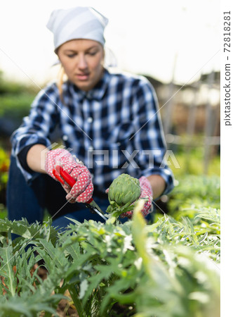 Girl cuts ripe artichokes with a pruner in the garden Girl cuts ripe artichokes with a pruner in the garden 72818281