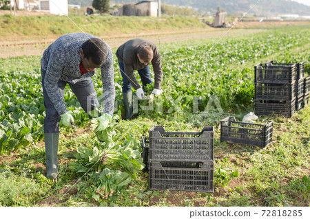 Workmen cutting spinach on farm field 72818285