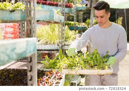 Young gardener caring for flowers in orangery Young gardener caring for flowers in orangery 72818324