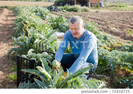 Positive man professional horticulturist picking harvest of artichokes to crate Positive man professional horticulturist picking harvest of artichokes to crate 72818735