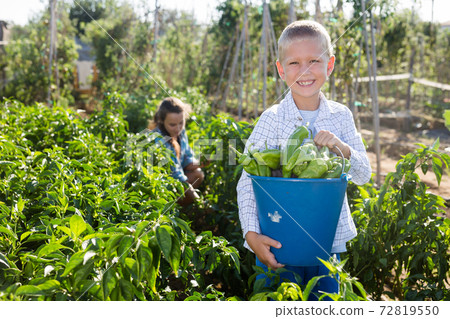 Mother and son work on a bell peppers plantation Mother and son work on a bell peppers plantation 72819550