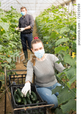 Horticulturists in medical masks harvesting cucumbers Horticulturists in medical masks harvesting cucumbers 72819569