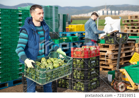 Two fine farmers working on vegetable plantation 72819851