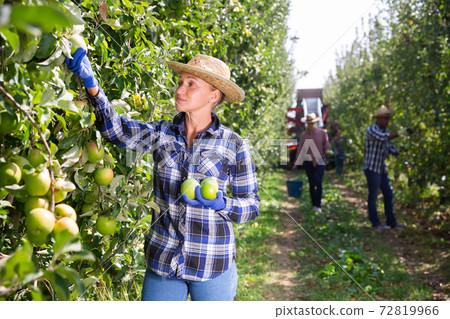 Positive woman harvesting ripe apples in his orchard on day 72819966
