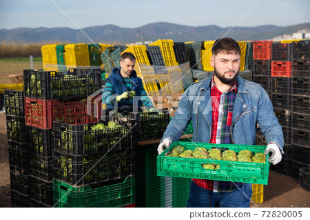 Young bearded farmer working on vegetable plantation, stacking plastic boxes with artichokes Young bearded farmer working on vegetable plantation, stacking plastic boxes with artichokes 72820005
