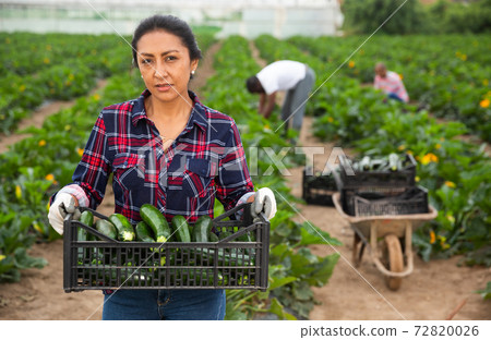 Latin woman helps man to harvest zucchini Latin woman helps man to harvest zucchini 72820026