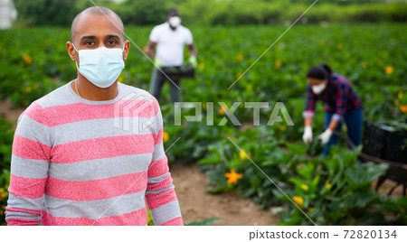 Latin american farmer in mask on zucchini plantation during harvest Latin american farmer in mask on zucchini plantation during harvest 72820134