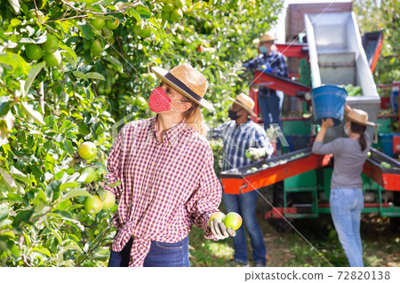 Woman in protective mask picking ripe apples from a tree in garden Woman in protective mask picking ripe apples from a tree in garden 72820138