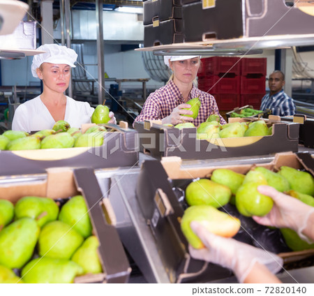 People sorting and preparing pears to packing People sorting and preparing pears to packing 72820140