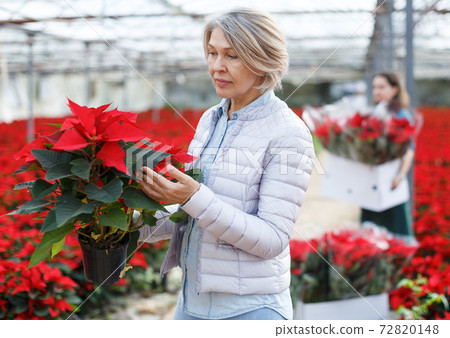 Happy woman with poinsettia in glasshouse Happy woman with poinsettia in glasshouse 72820148